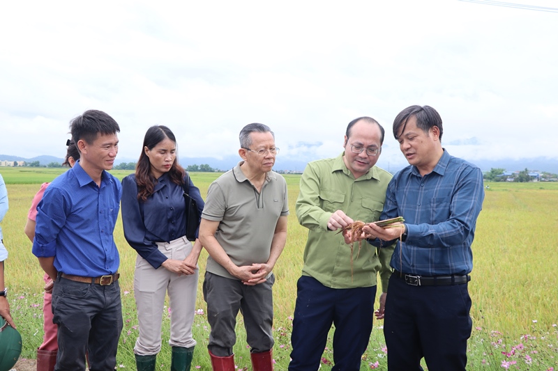 VPUB - Tổng kết mô hình canh tác lúa thông minh giảm phát thải khí nhà kính vụ Đông Xuân 2024 – 2025